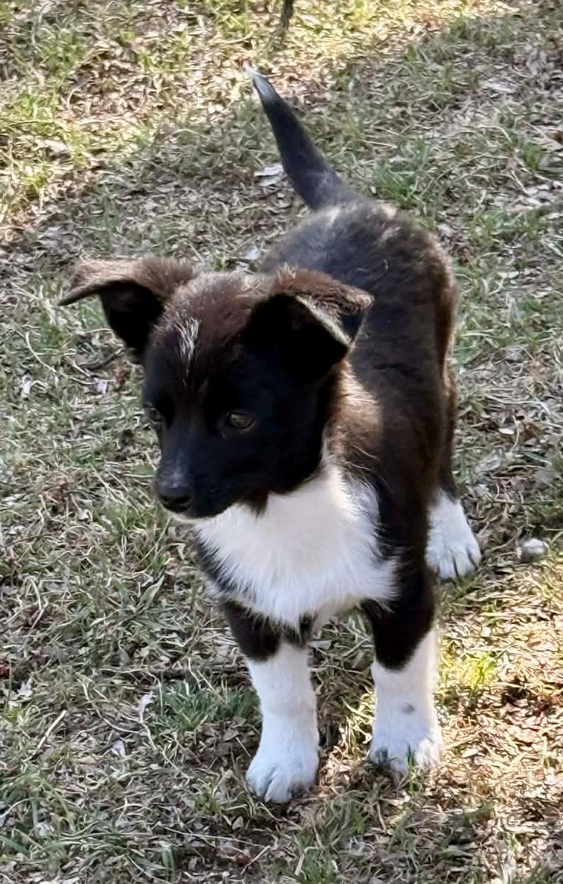 Enlarge Ruger, a ADOPTABLE mixed breed in North Freedom, WI image 5/5