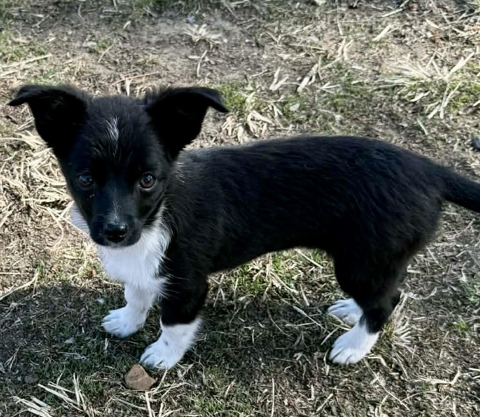 Ruger, ADOPTABLE, Puppy Male Chihuahua.