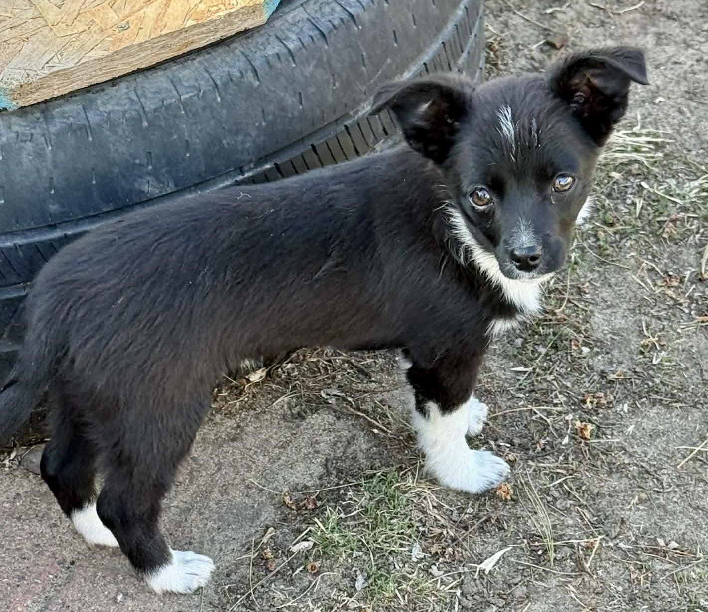 Enlarge Ruger, a ADOPTABLE mixed breed in North Freedom, WI image 2/5