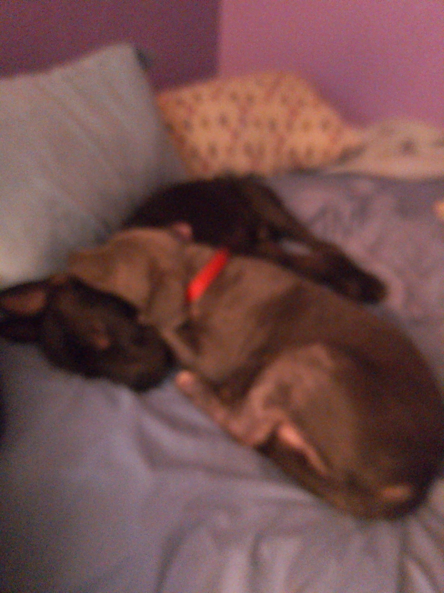 Sponge Bob, a Adoptable mixed breed in Choctaw, OK image 2/6