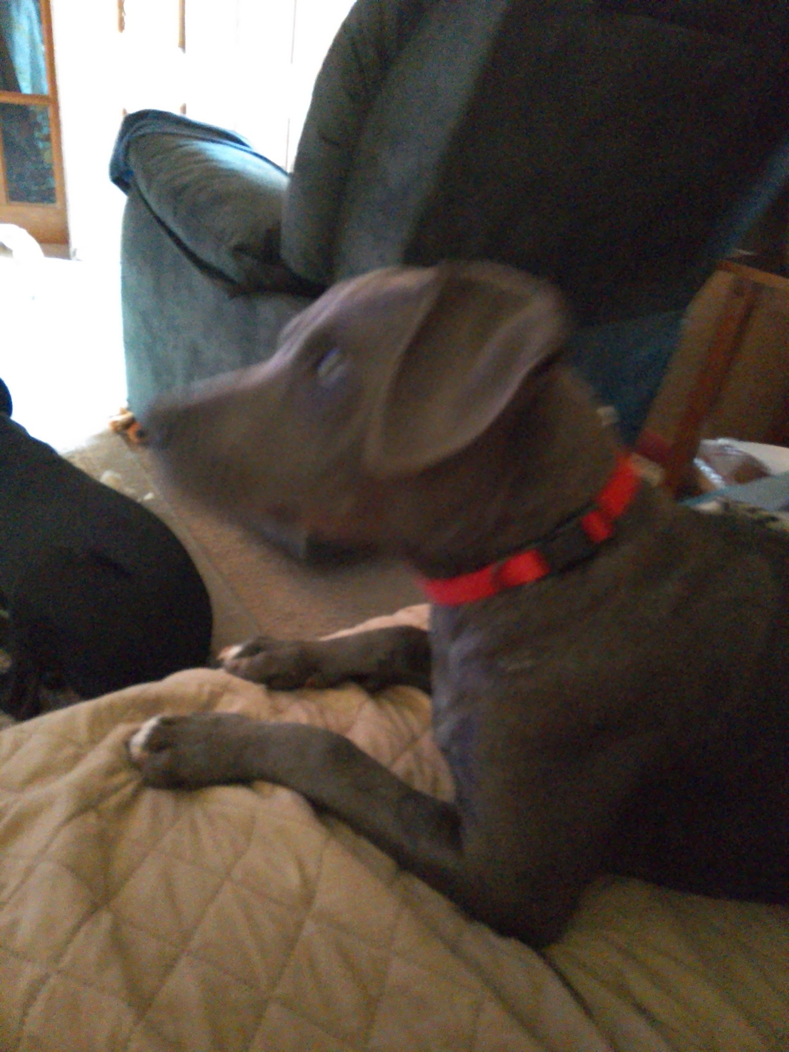 Sponge Bob, a Adoptable mixed breed in Choctaw, OK image 3/6