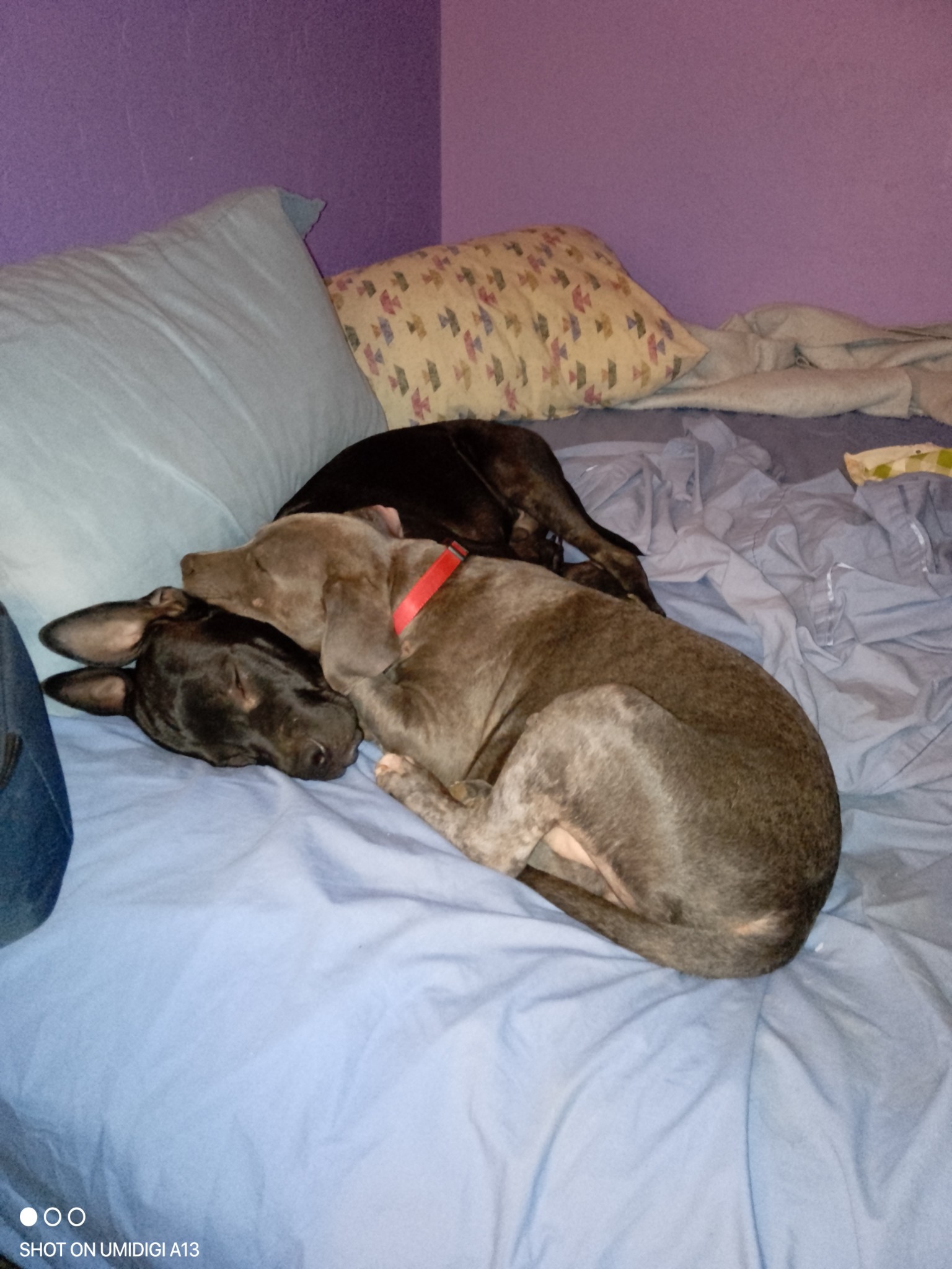 Sponge Bob, a Adoptable mixed breed in Choctaw, OK image 4/6