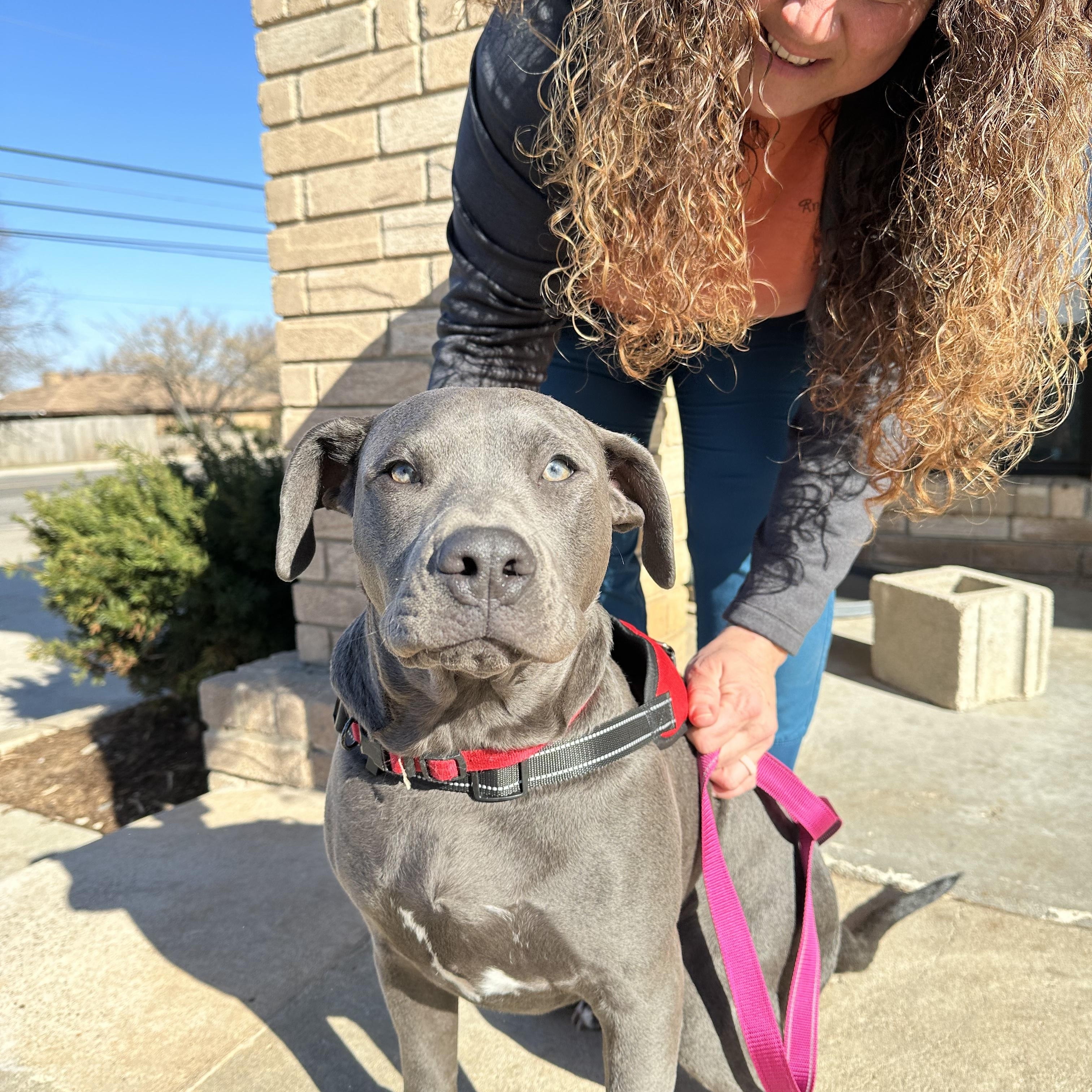 Sponge Bob, a Adoptable mixed breed in Choctaw, OK image 1/6