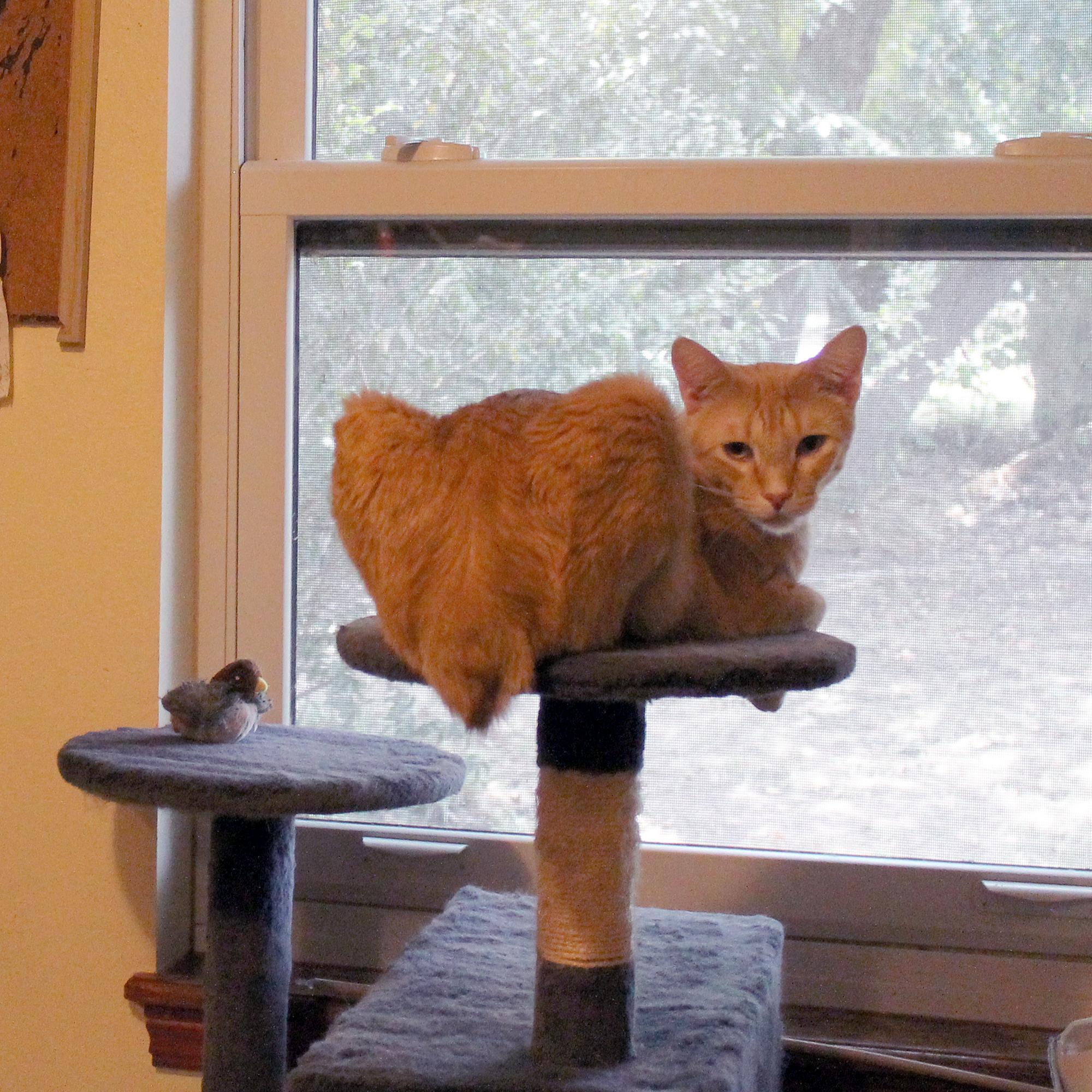 Enlarge Mister, a Adoptable Domestic Short Hair in Guthrie, OK image 5/6