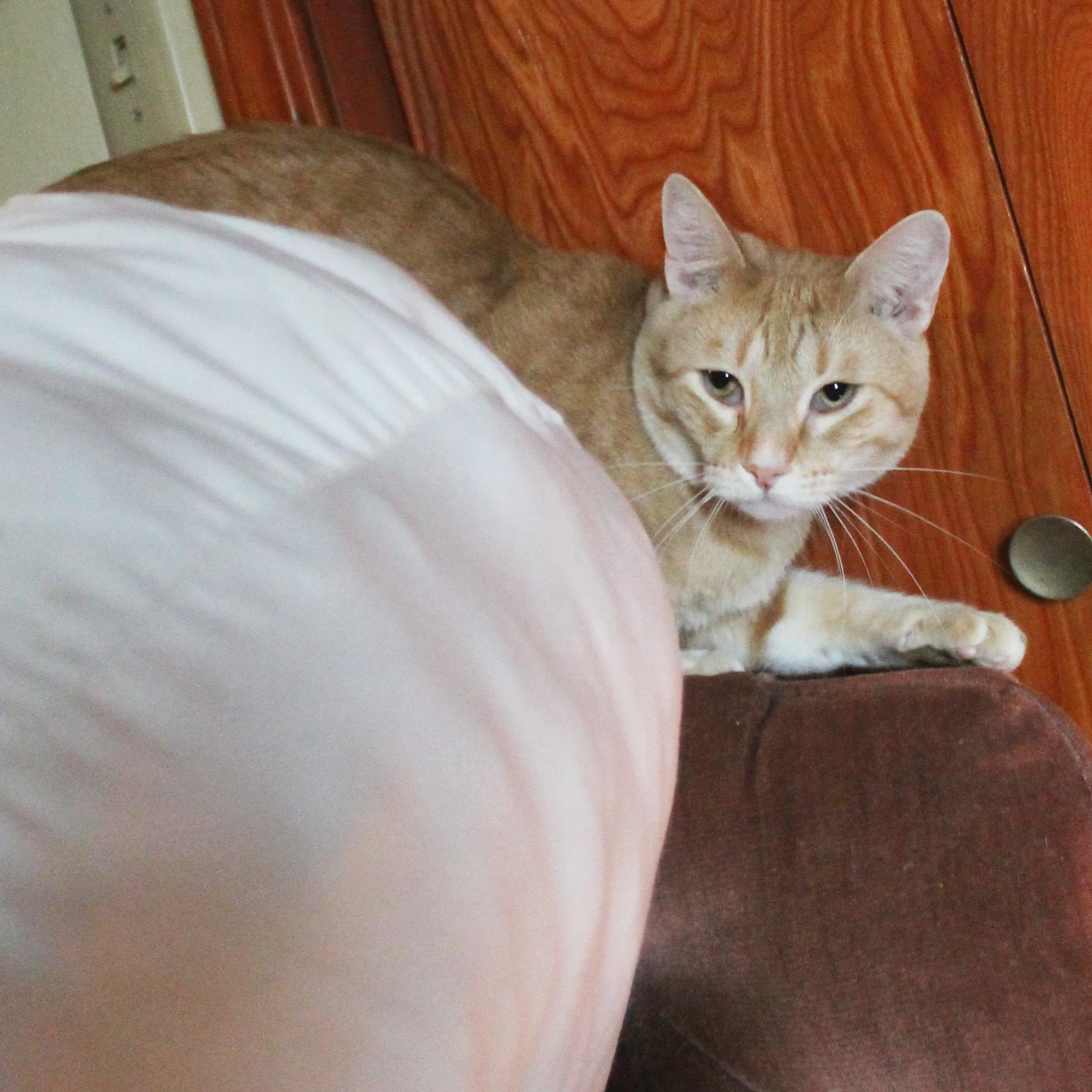 Enlarge Mister, a Adoptable Domestic Short Hair in Guthrie, OK image 3/6