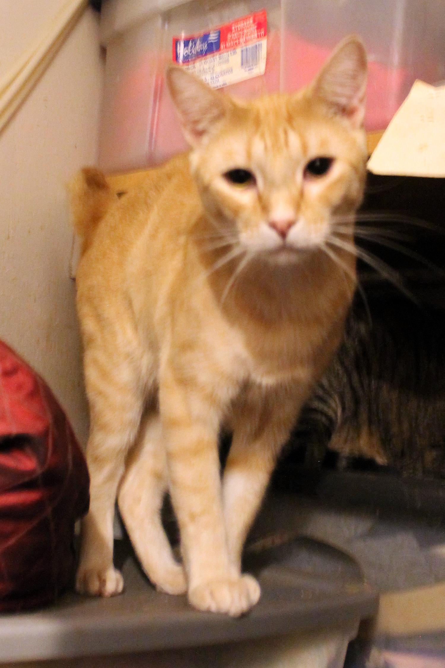 Enlarge Mister, a Adoptable Domestic Short Hair in Guthrie, OK image 6/6