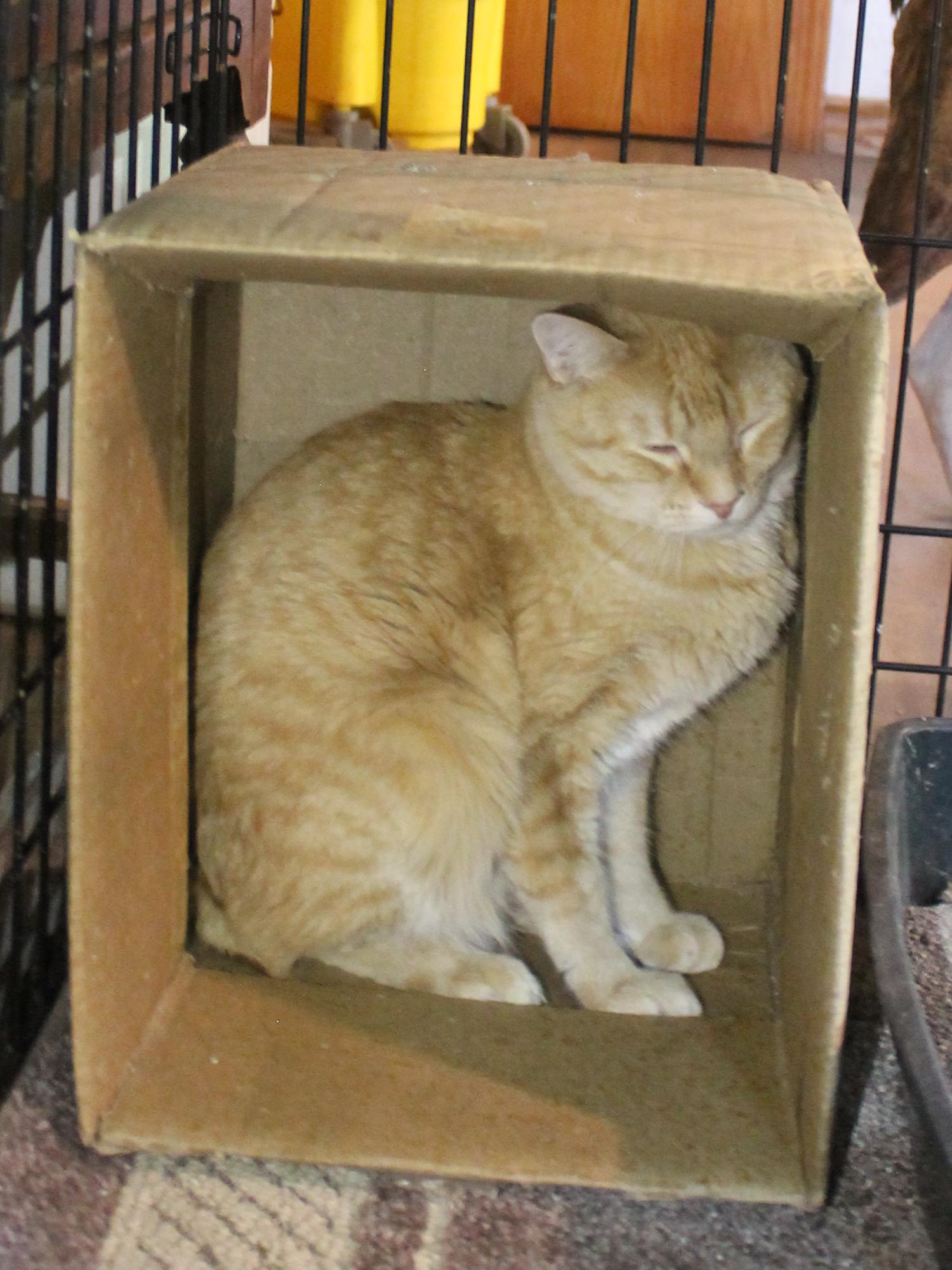 Enlarge Mister, a Adoptable Domestic Short Hair in Guthrie, OK image 4/6