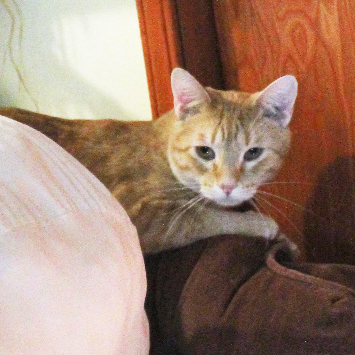 Enlarge Mister, a Adoptable Domestic Short Hair in Guthrie, OK image 1/6