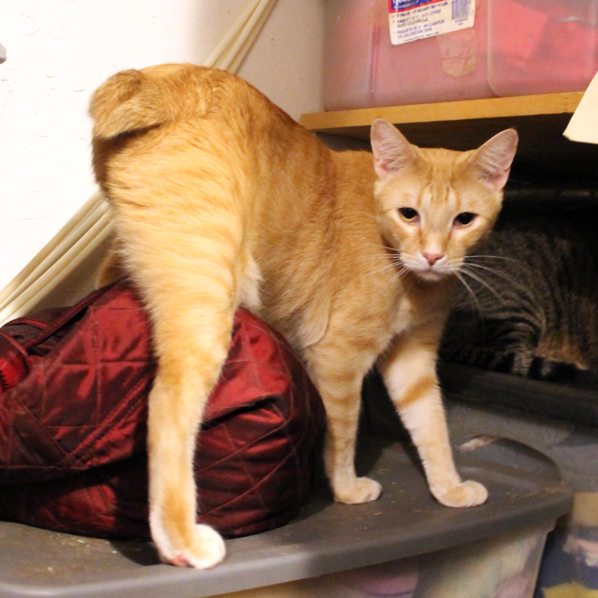 Enlarge Mister, a Adoptable Domestic Short Hair in Guthrie, OK image 2/6
