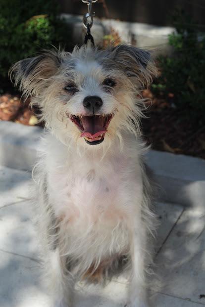 Ringo, Adoptable, Senior Male Terrier & Chihuahua.