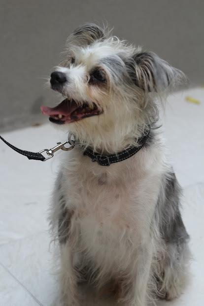 Ringo, a Adoptable mixed breed in New York, NY image 2/6