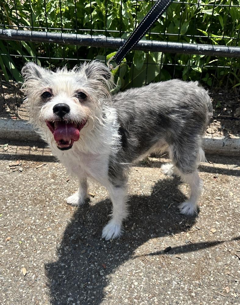 Ringo, a Adoptable mixed breed in New York, NY image 3/6