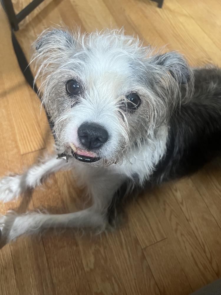 Ringo, a Adoptable mixed breed in New York, NY image 4/6