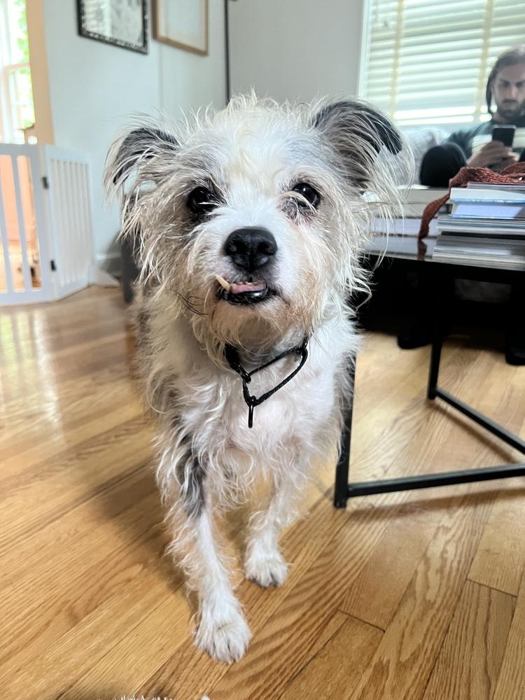 Ringo, a Adoptable mixed breed in New York, NY image 5/6