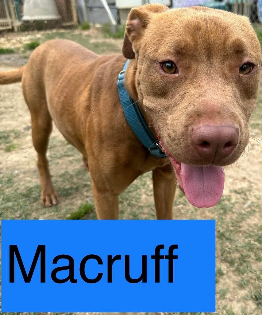 MACRUFF, a Adoptable American Bulldog in Marianna, FL image 2/2