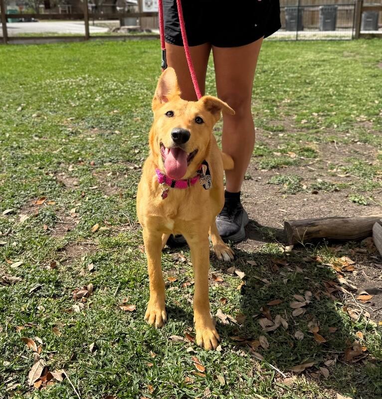 Maple May Will Steal Your Heart — thumbnail 2