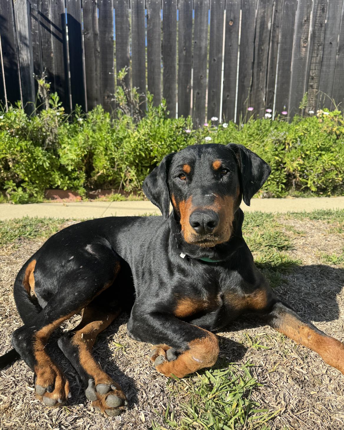 Enlarge Forrest, a ADOPTABLE Doberman Pinscher in salt lake city, UT image 1/4