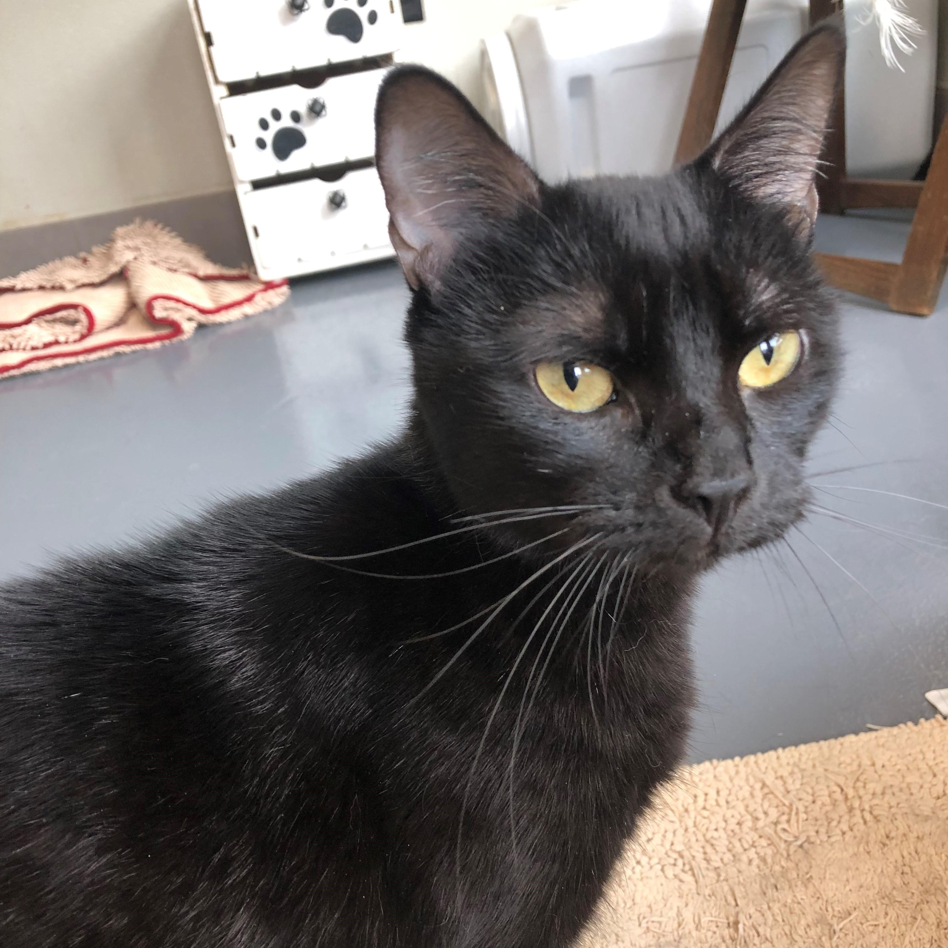 Helena of Troy — thumbnail 3