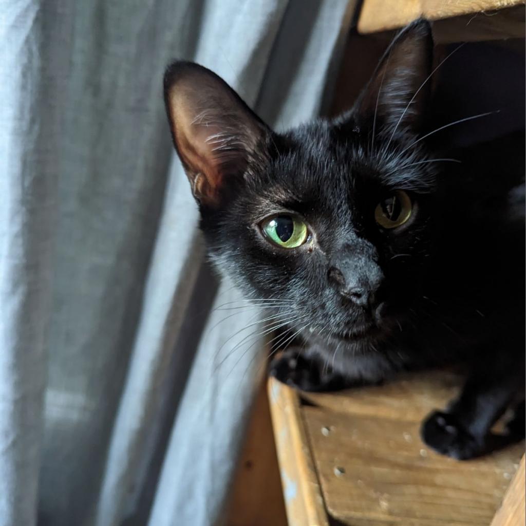 Enlarge Mary, a Adoptable Domestic Short Hair in Brea, CA image 1/3