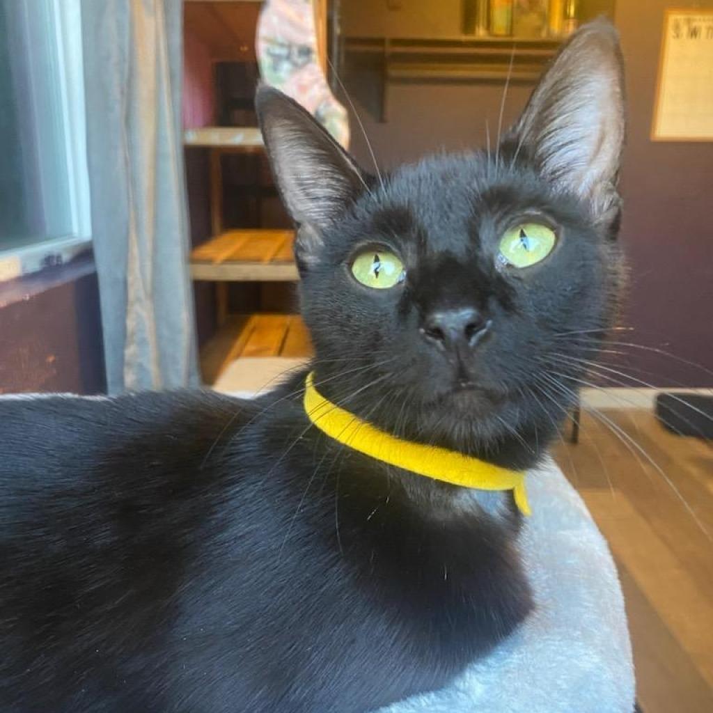 Enlarge Mary, a Adoptable Domestic Short Hair in Brea, CA image 2/3