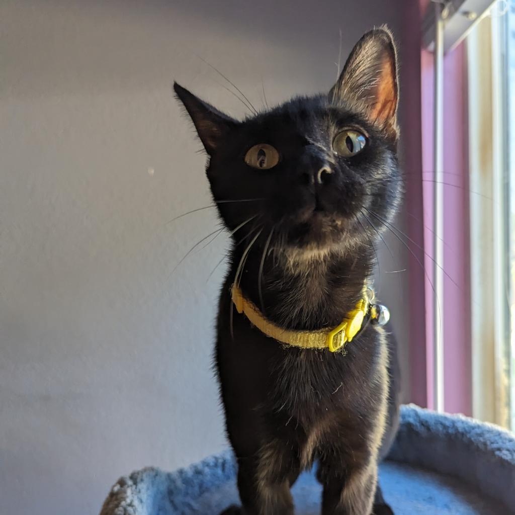 Enlarge Mary, a Adoptable Domestic Short Hair in Brea, CA image 3/3