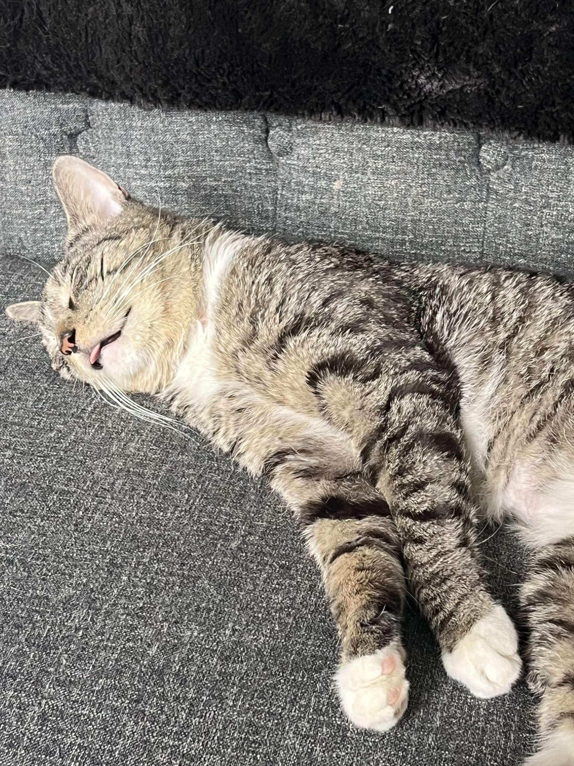 Enlarge Momo, a Adoptable mixed breed in New York, NY image 5/6