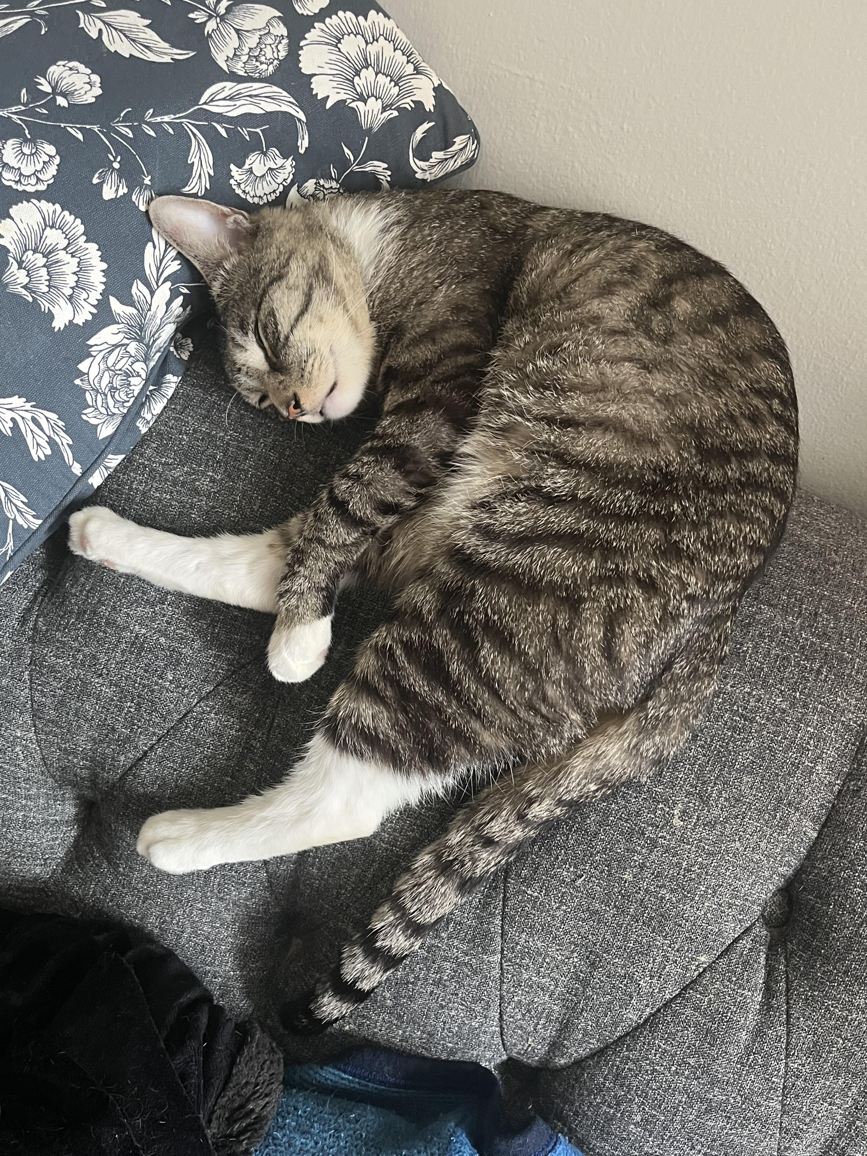 Momo, Adoptable, Adult Male Domestic Short Hair & Tabby.