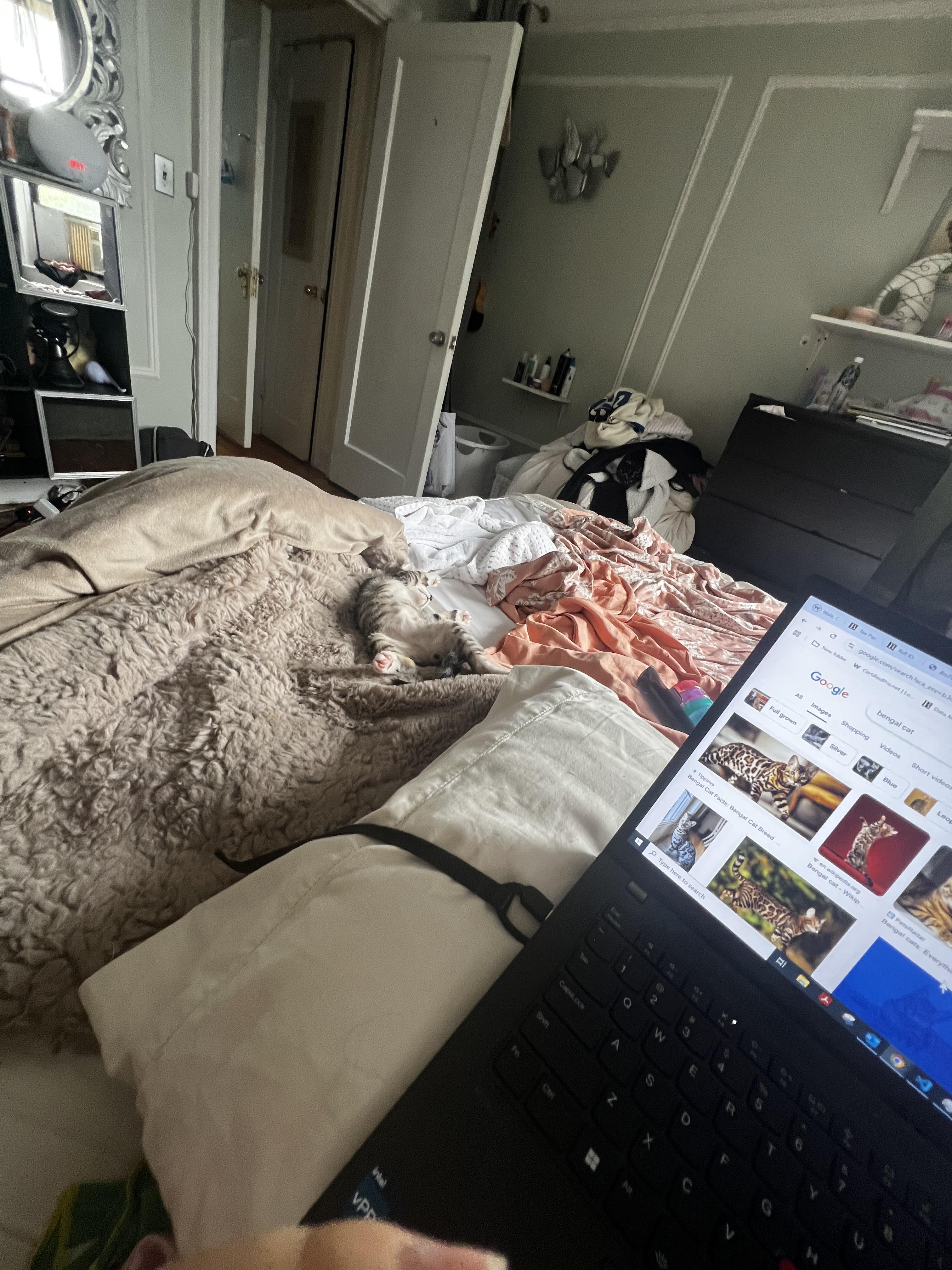 Enlarge Momo, a Adoptable mixed breed in New York, NY image 4/6