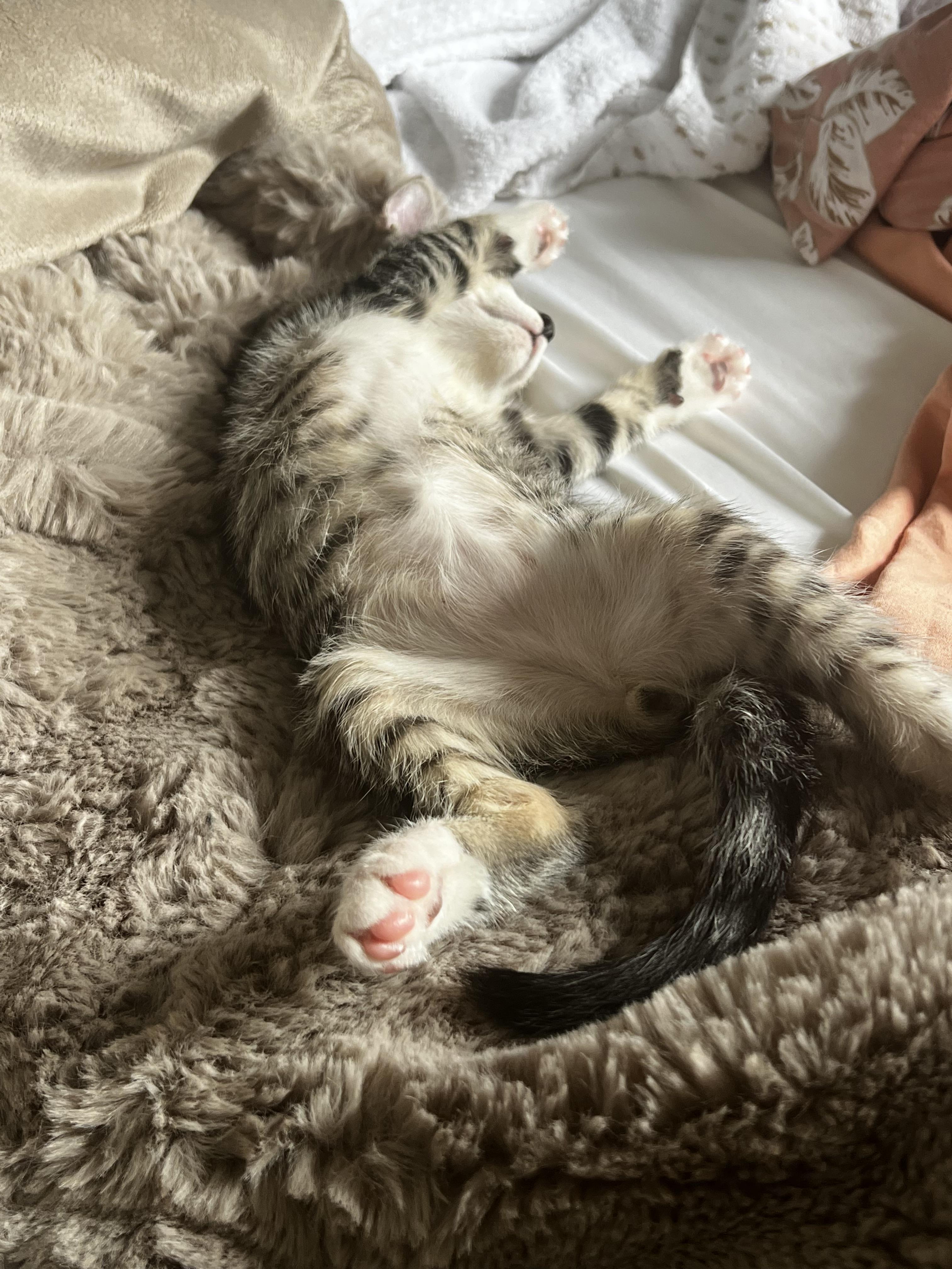 Enlarge Momo, a Adoptable mixed breed in New York, NY image 2/6