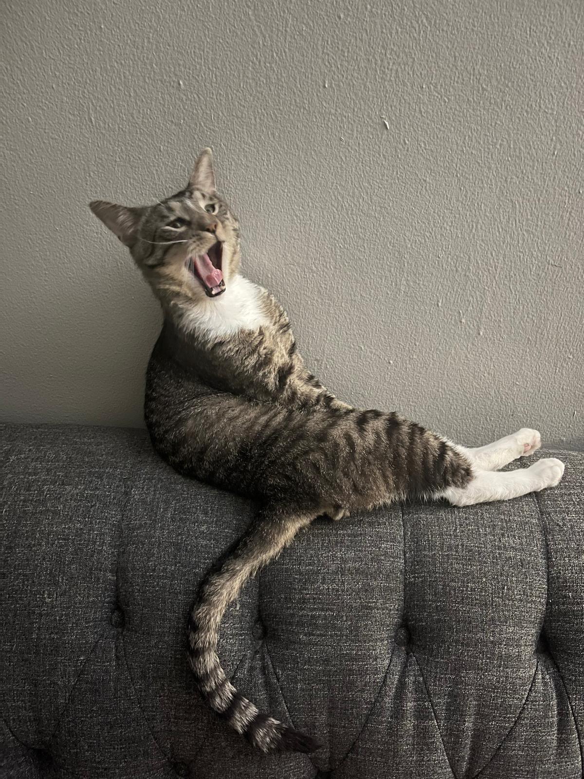 Momo, Adoptable, Adult Male Domestic Short Hair.