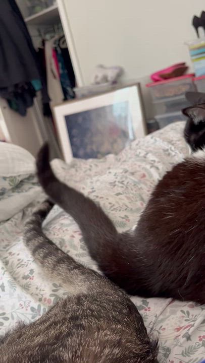 Enlarge Momo, a Adoptable mixed breed in New York, NY video 6/6