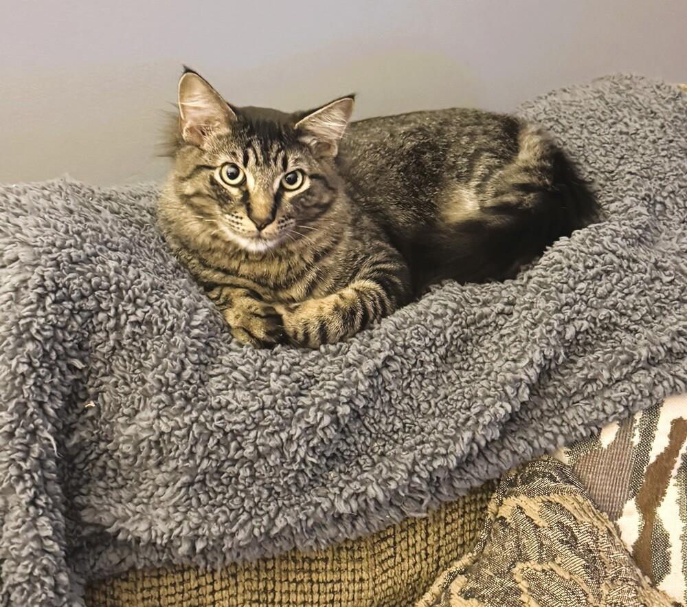 Nash, Adoptable, Kitten Male Domestic Medium Hair.