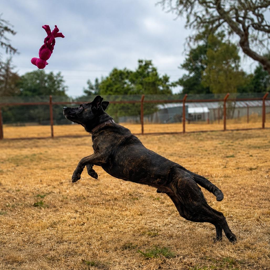 Enlarge Patrick, a Adoptable mixed breed in Sonoma, CA image 1/4