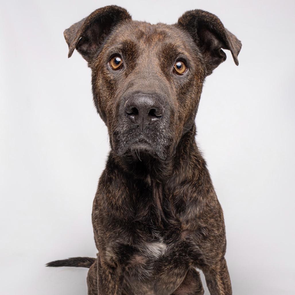 Enlarge Patrick, a Adoptable mixed breed in Sonoma, CA image 2/6