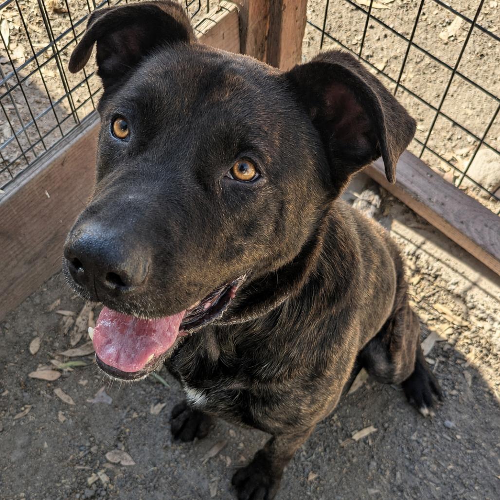 Enlarge Patrick, a Adoptable mixed breed in Sonoma, CA image 2/4