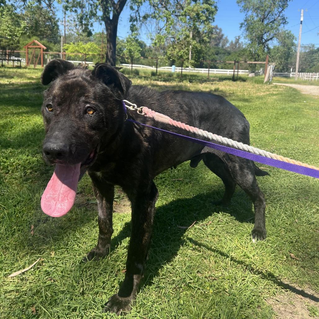 Enlarge Patrick, a Adoptable mixed breed in Sonoma, CA image 1/1