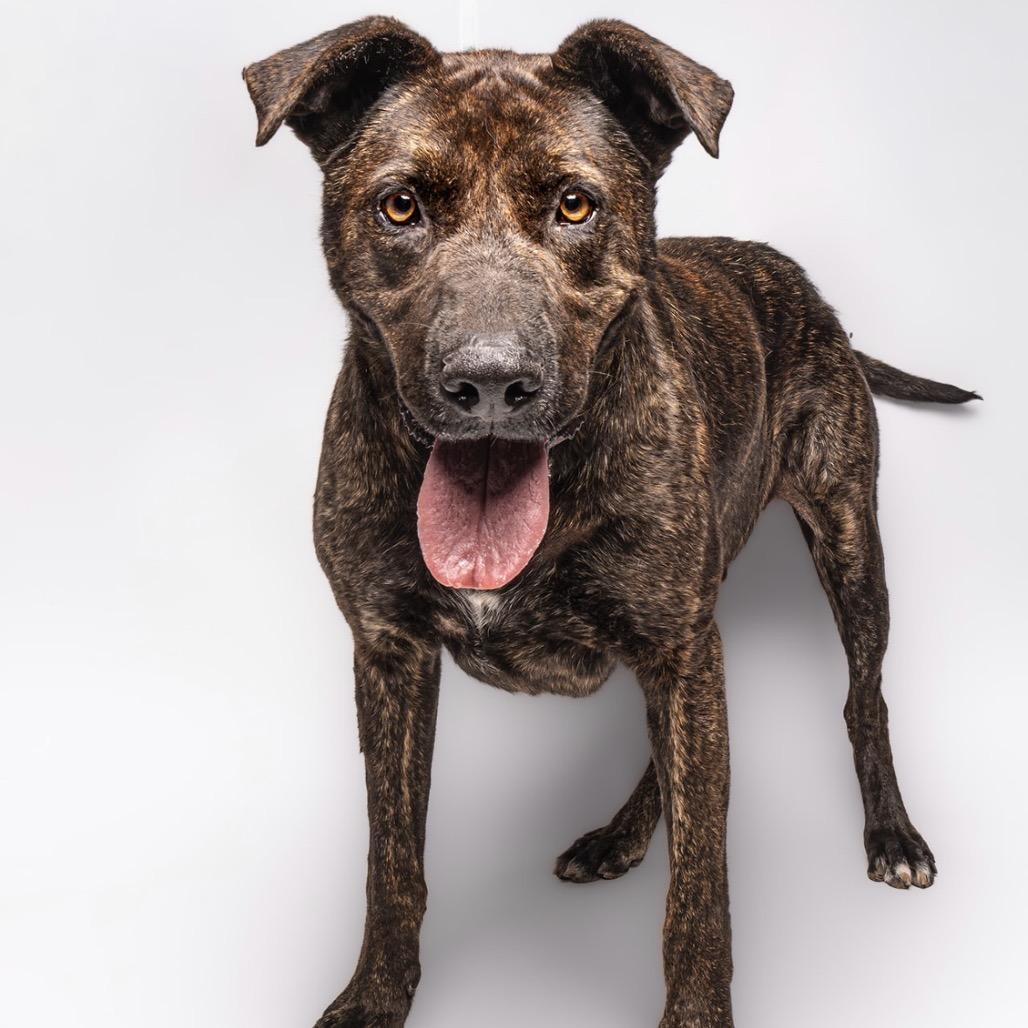 Enlarge Patrick, a Adoptable mixed breed in Sonoma, CA image 4/6