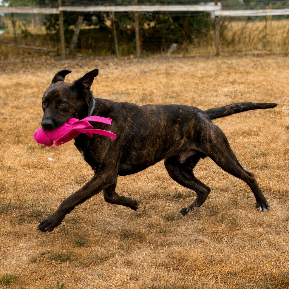 Enlarge Patrick, a Adoptable mixed breed in Sonoma, CA image 3/4