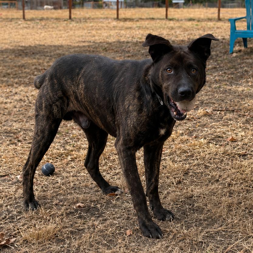 Enlarge Patrick, a Adoptable mixed breed in Sonoma, CA image 4/4