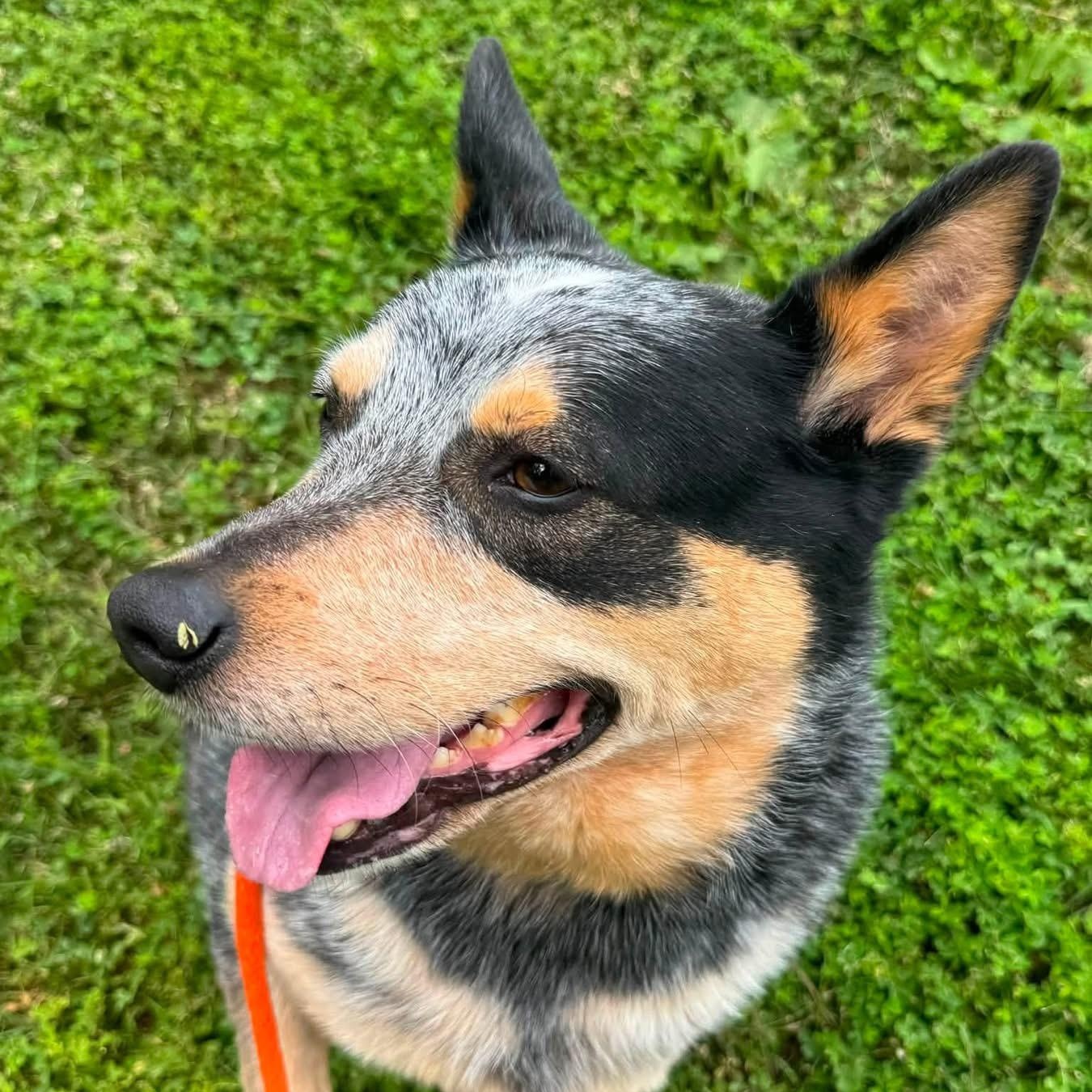 Rollo (ID 51911), a ADOPTABLE Australian Cattle Dog / Blue Heeler in Manassas, VA image 3/3