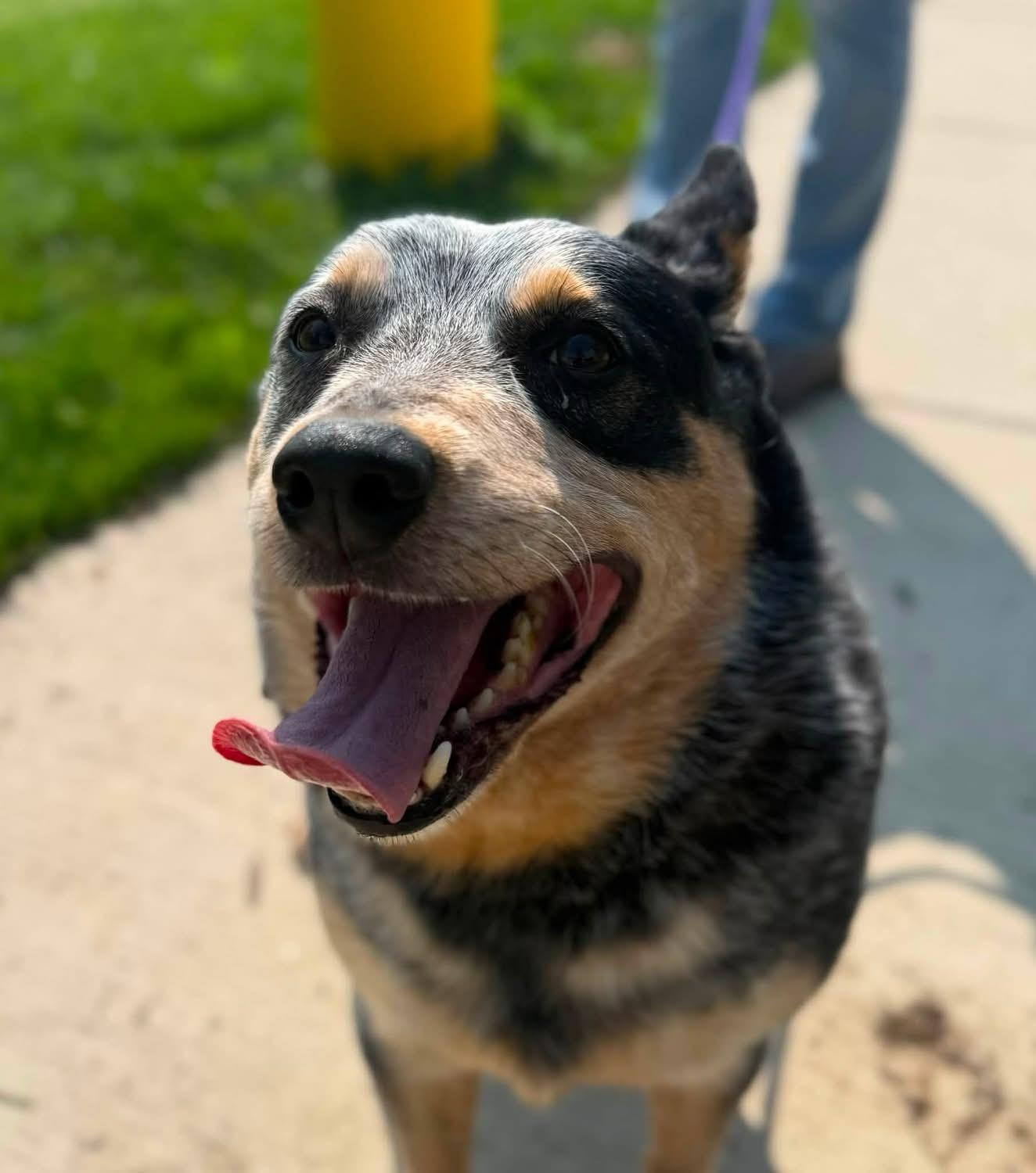 Rollo (ID 51911), a ADOPTABLE Australian Cattle Dog / Blue Heeler in Manassas, VA image 2/3