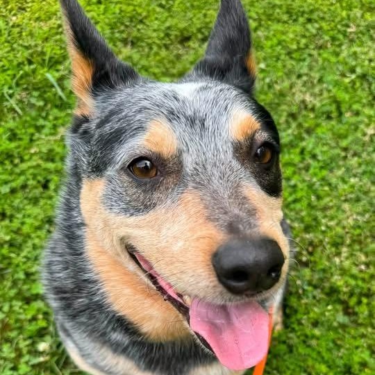 Rollo (ID 51911), ADOPTABLE, Adult Male Australian Cattle Dog / Blue Heeler.