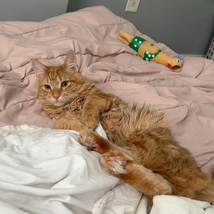 Zen, an adopted Domestic Long Hair in Huntington, MA image 3/6