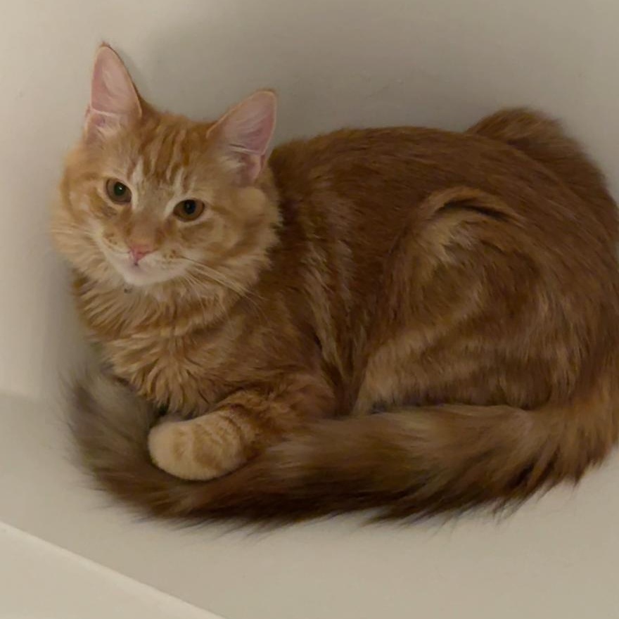 Zen, an adopted Domestic Long Hair in Huntington, MA image 4/6