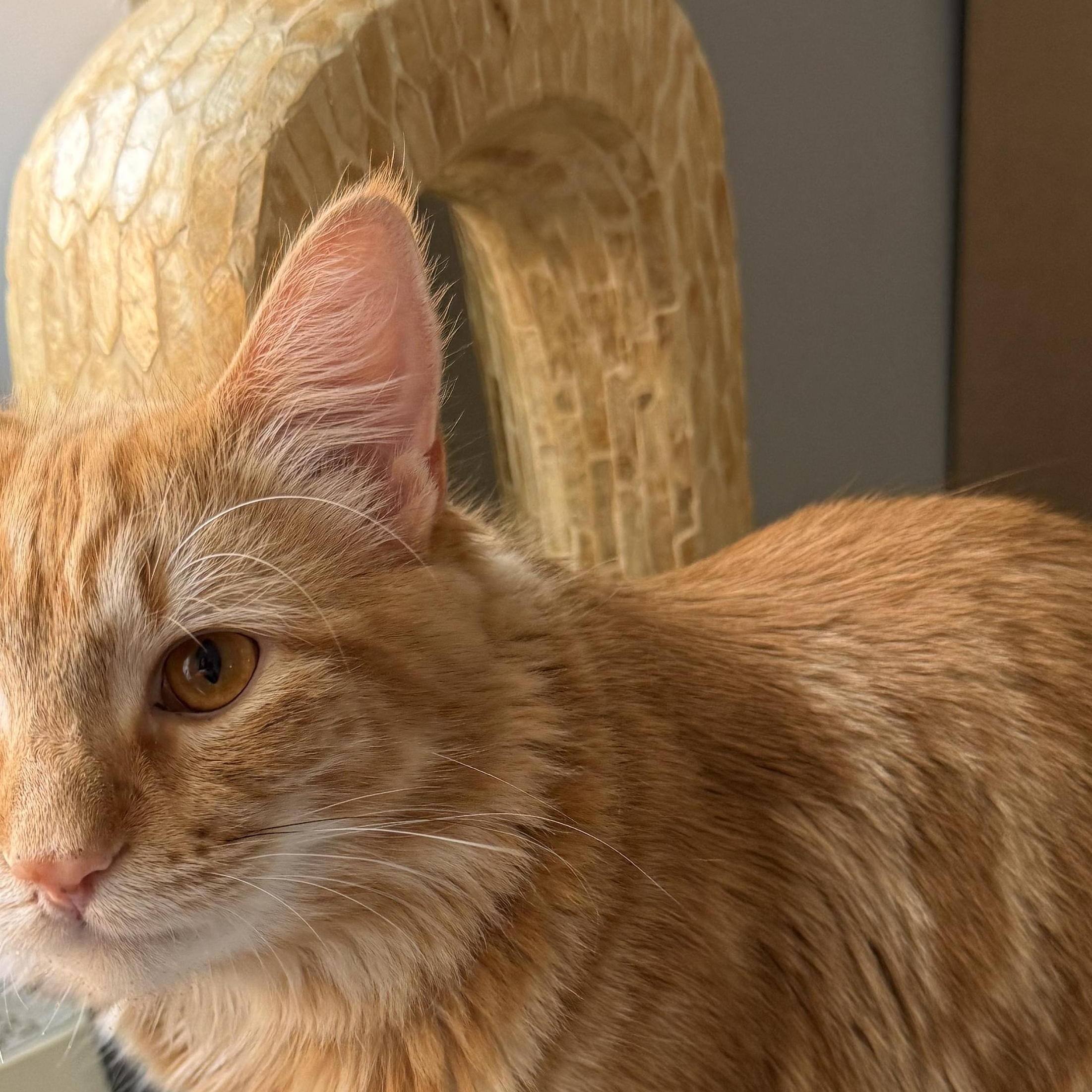 Zen, an adopted Domestic Long Hair in Huntington, MA image 5/6