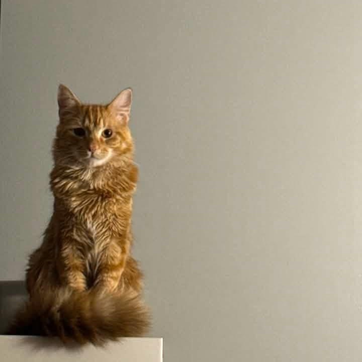 Zen, an adopted Domestic Long Hair in Huntington, MA image 2/6