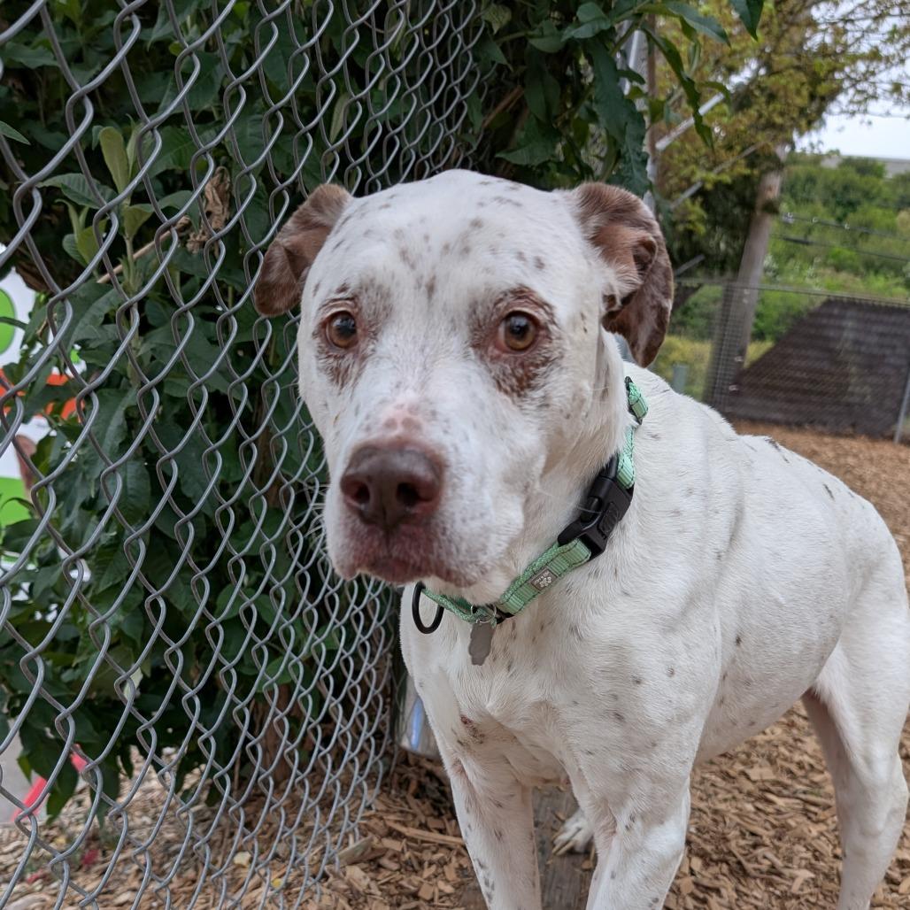 Pukka, Adoptable, Senior Male English Springer Spaniel & Mixed Breed.