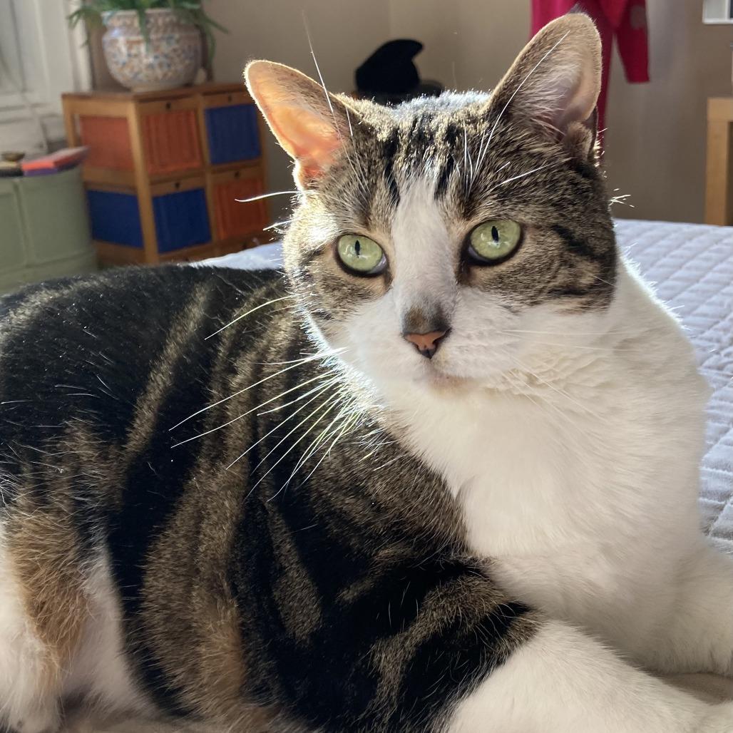 Enlarge Mitatsu, a Adoptable mixed breed in Westhampton, NY image 1/5