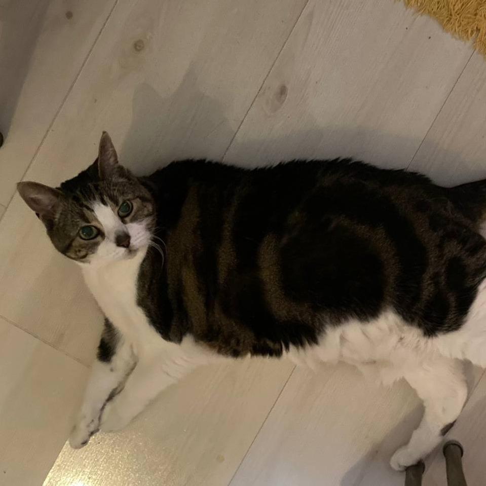 Enlarge Mitatsu, a Adoptable mixed breed in Westhampton, NY image 2/5