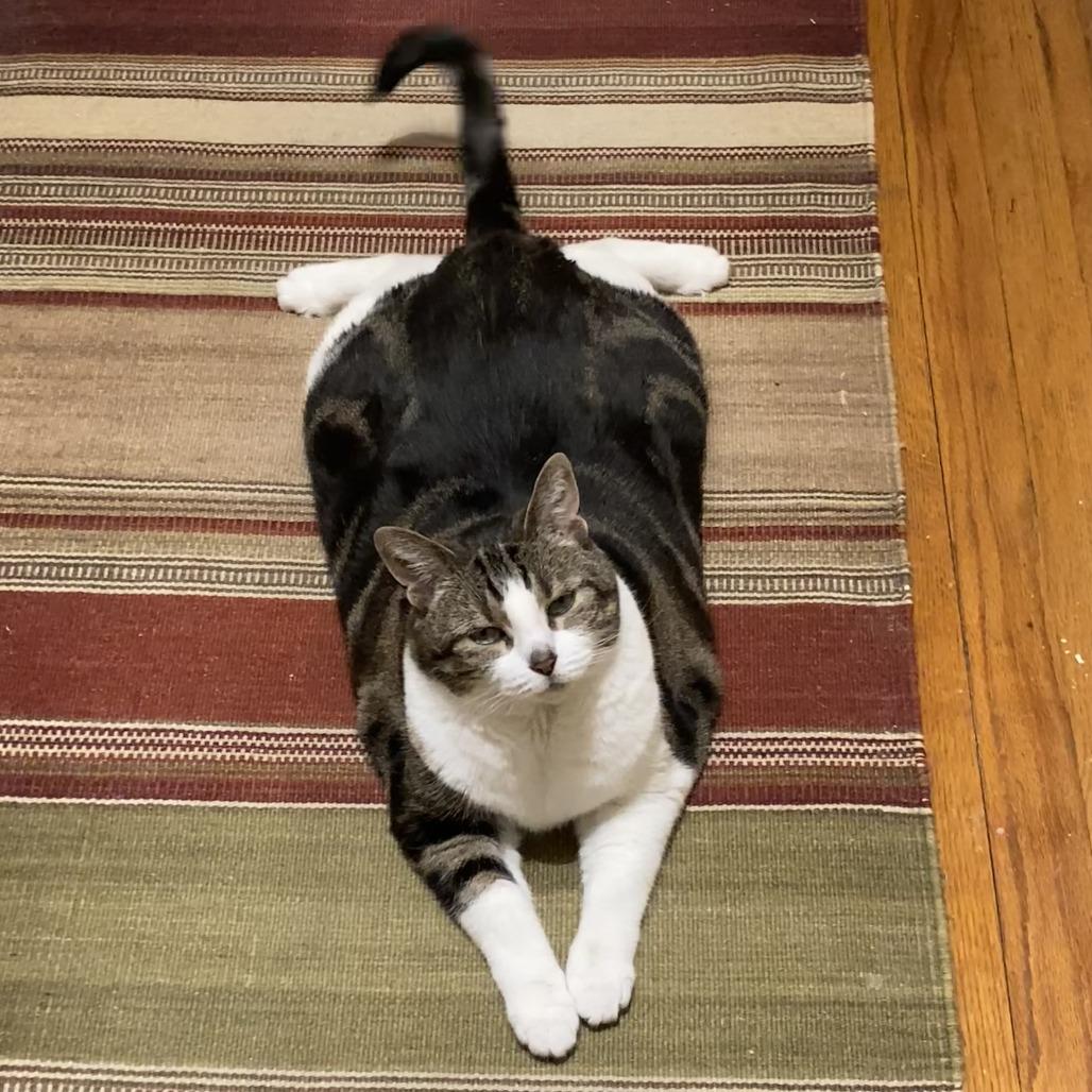 Enlarge Mitatsu, a Adoptable mixed breed in Westhampton, NY image 3/5